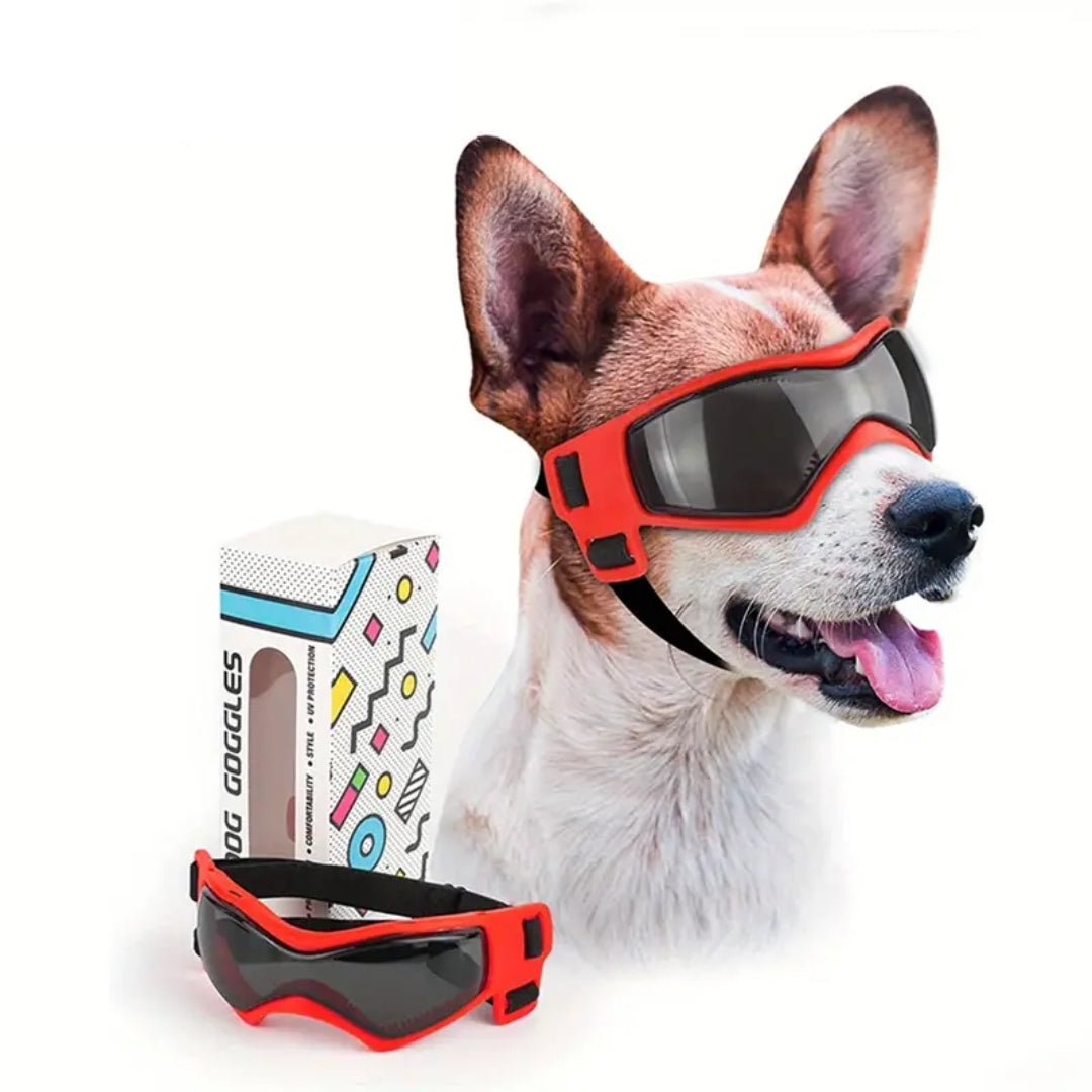 Jack | Hundebrille gegen Schmutz