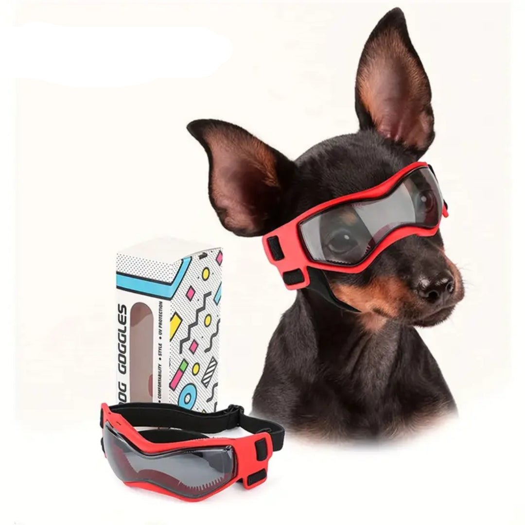 Jack | Hundebrille gegen Schmutz