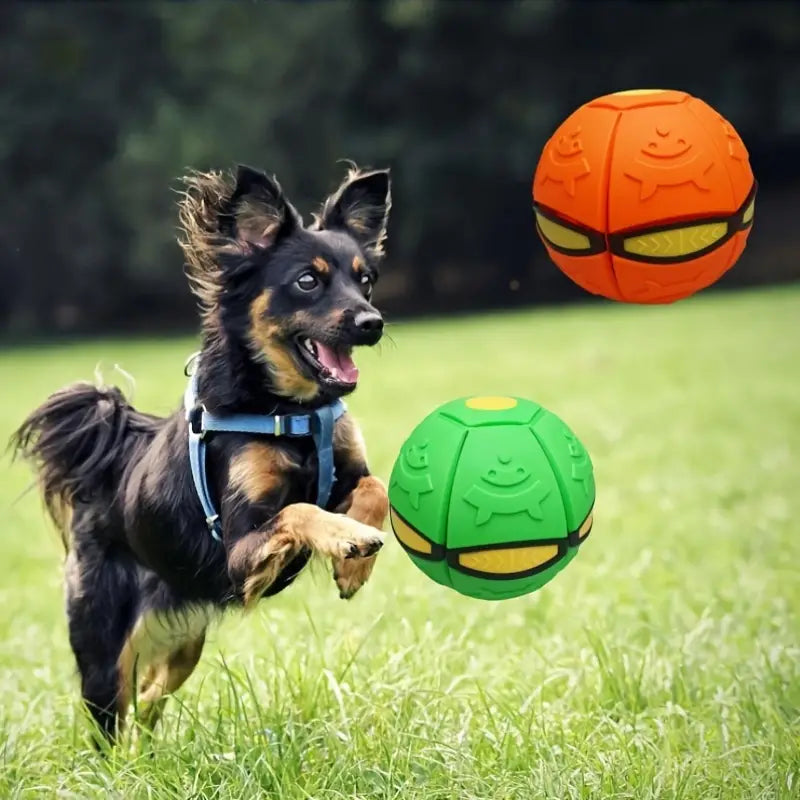 Ruby | Frisbee-Ball für Haustiere