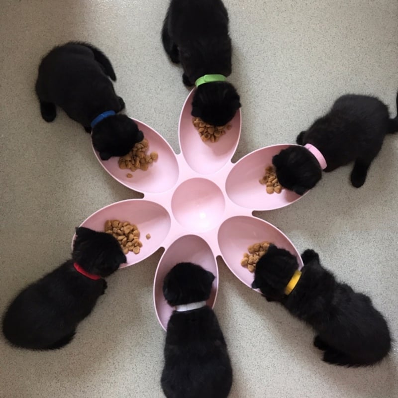 Kener | Katzen Futternapf mit 6 Schalen – Futterstation im Blumen-Design