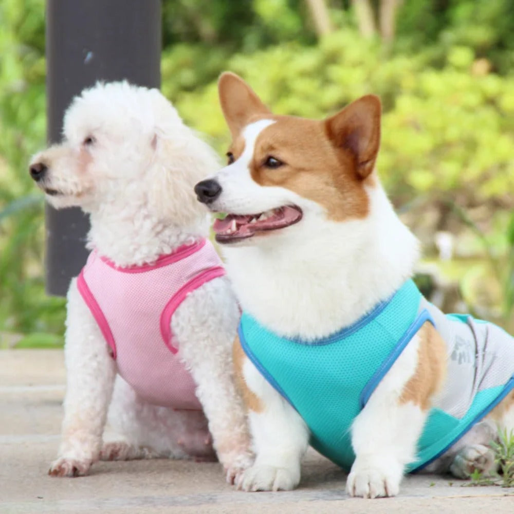 Yndrik | Kühlende Sommerweste für Hunde bei Hitze