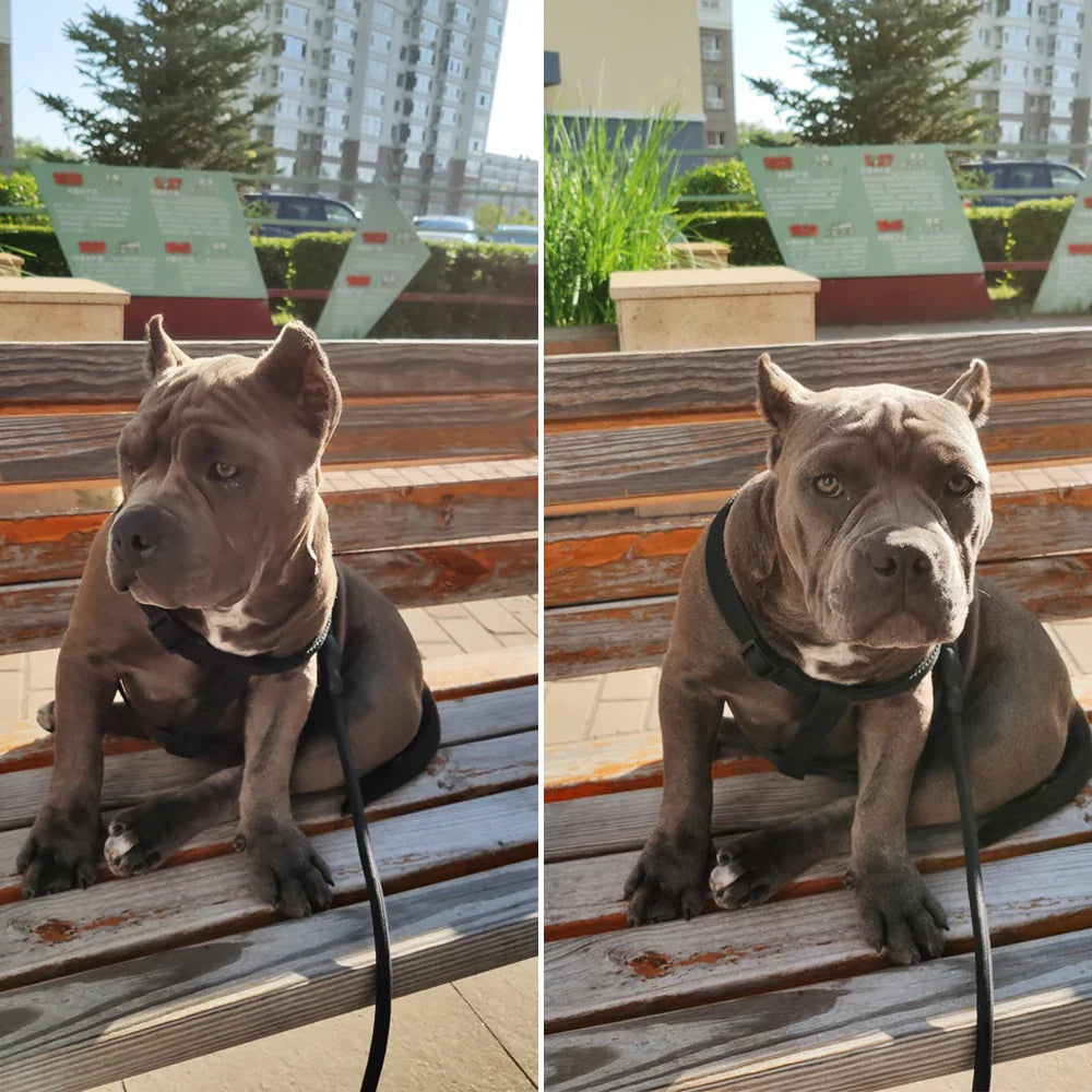 Titan Hundeleine für mehrere Hunde