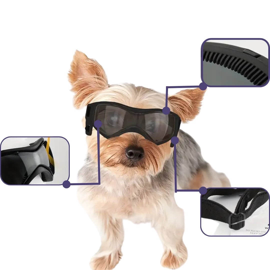 Jack | Hundebrille gegen Schmutz