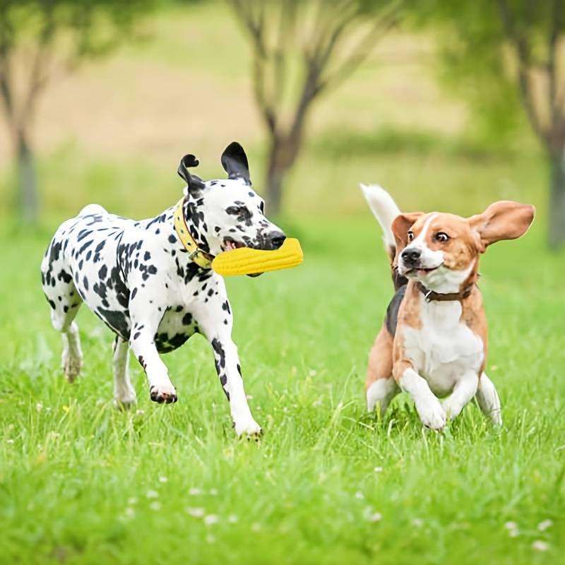 Stella | Kauspielzeug für Aktive Hunde
