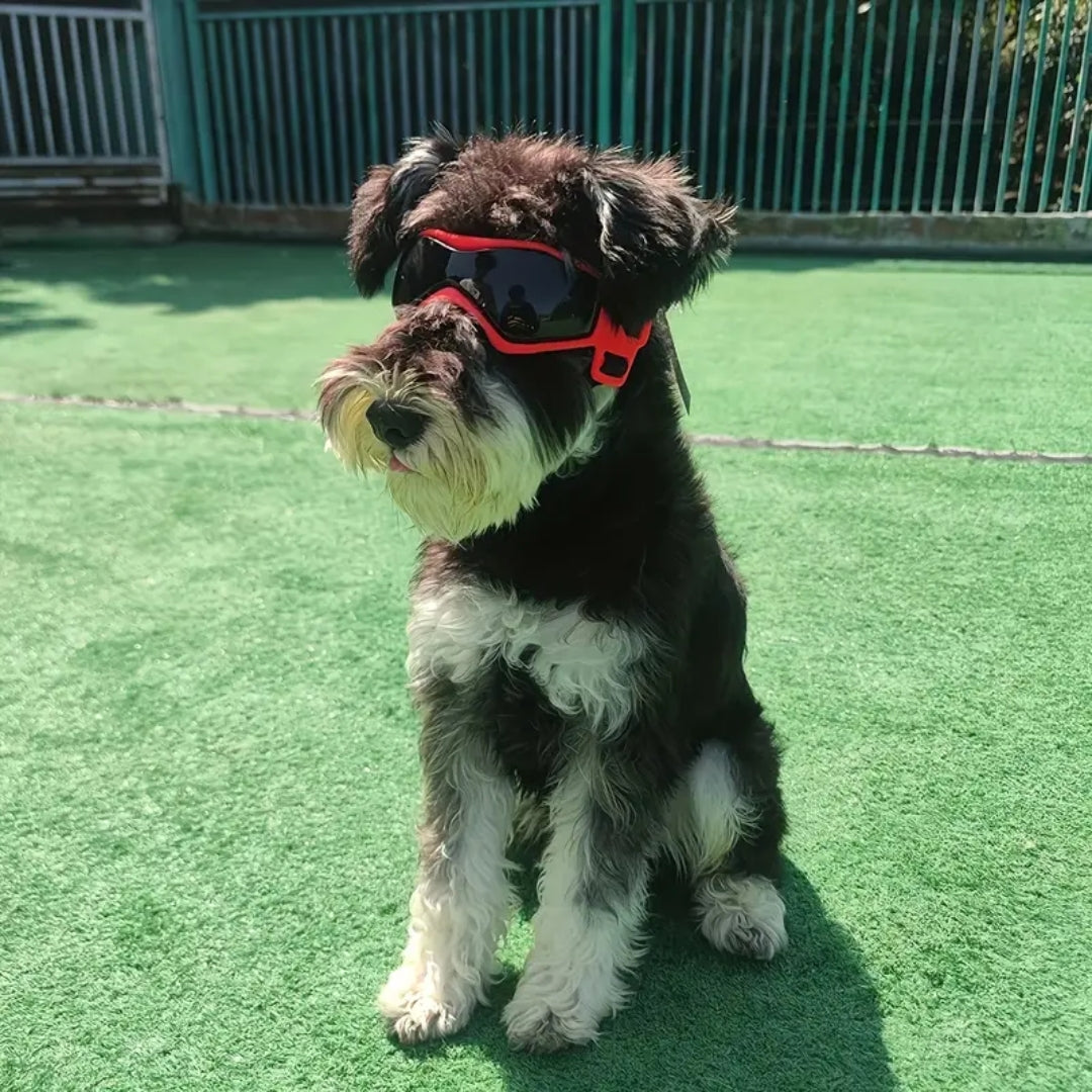 Jack | Hundebrille gegen Schmutz