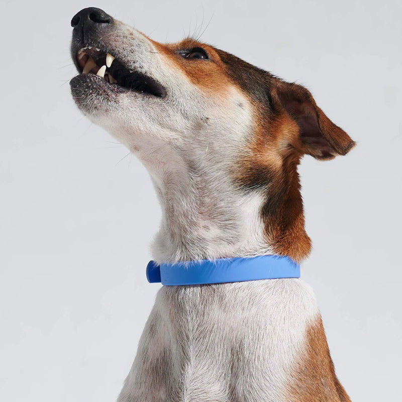 Karsten Nylon-Hundehalsband mit Zinkschnalle