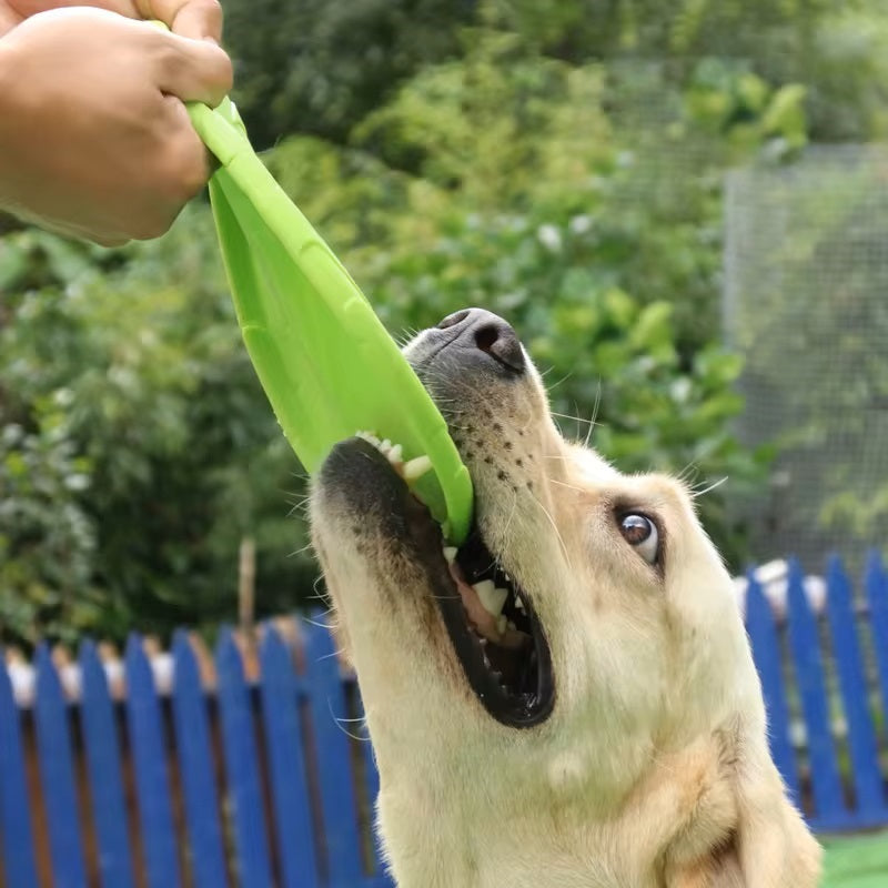 Baxter Frisbee Hund