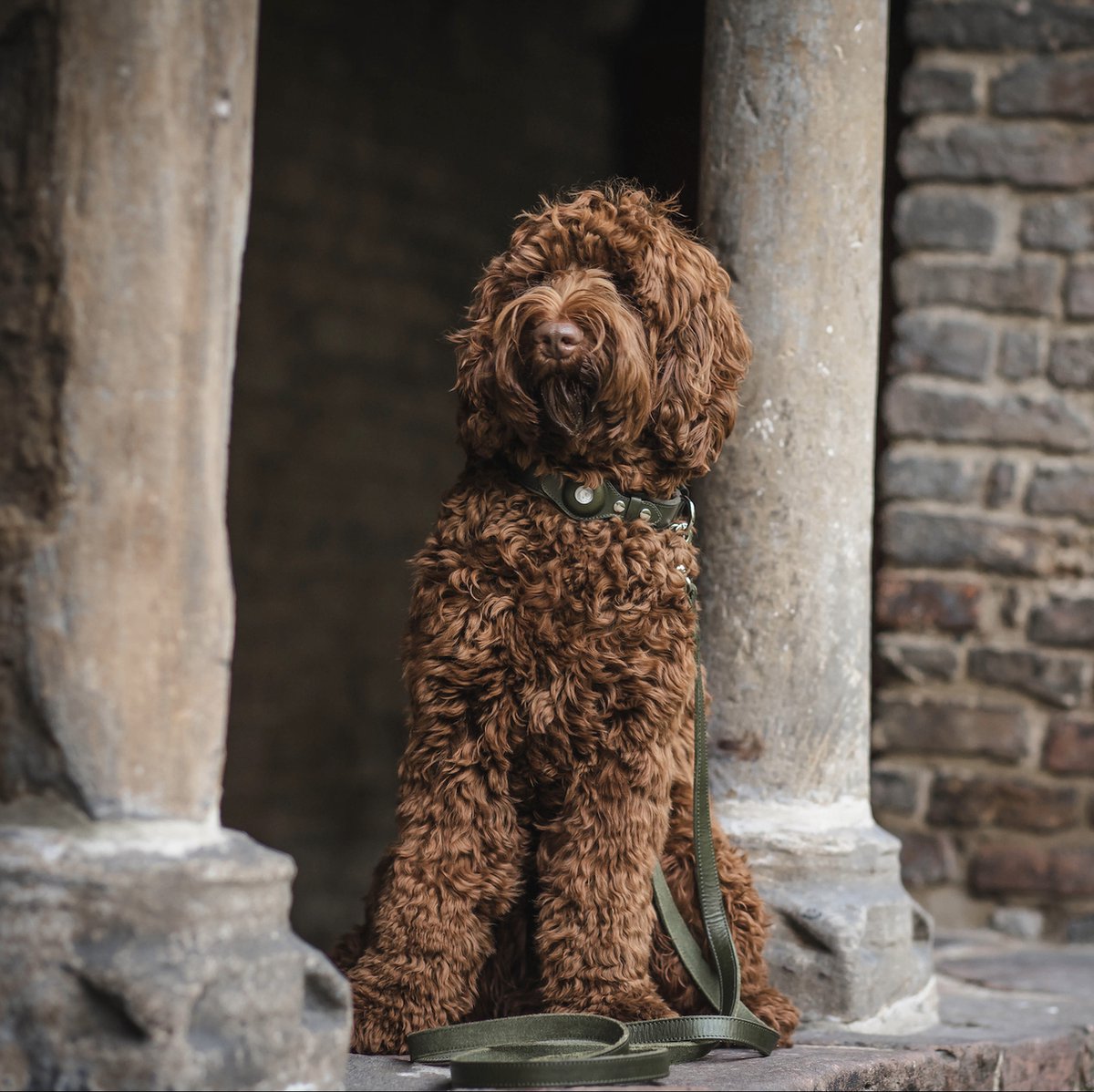 Bobby Airtag Halsband fur Hunde