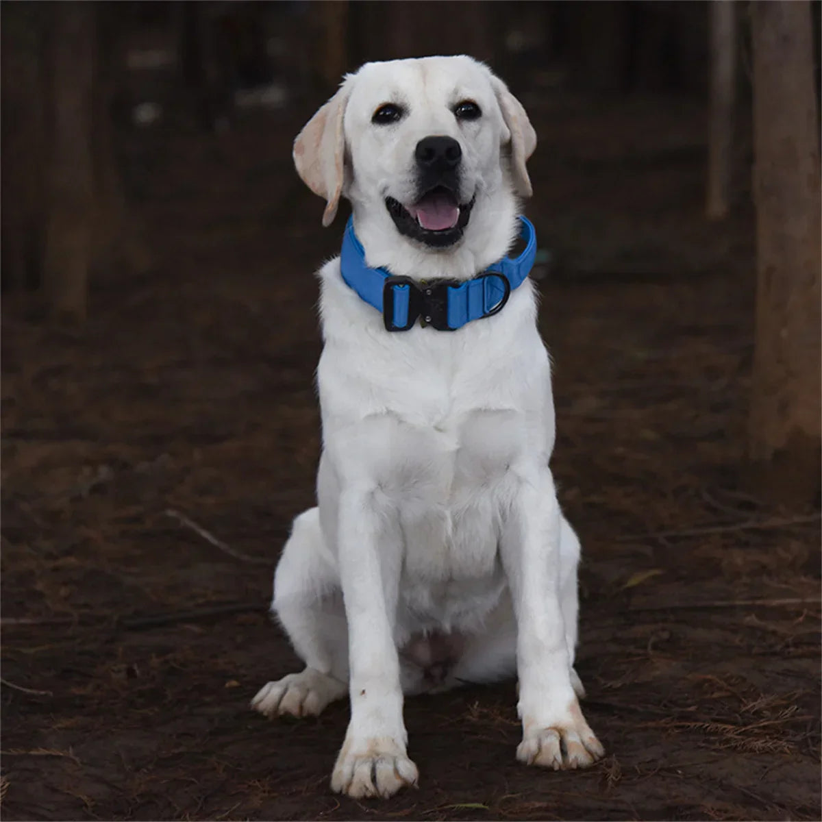 Bommel Hundehalsband