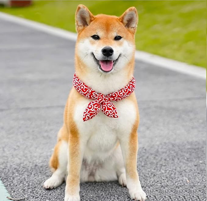 Christoph Bandana Hund