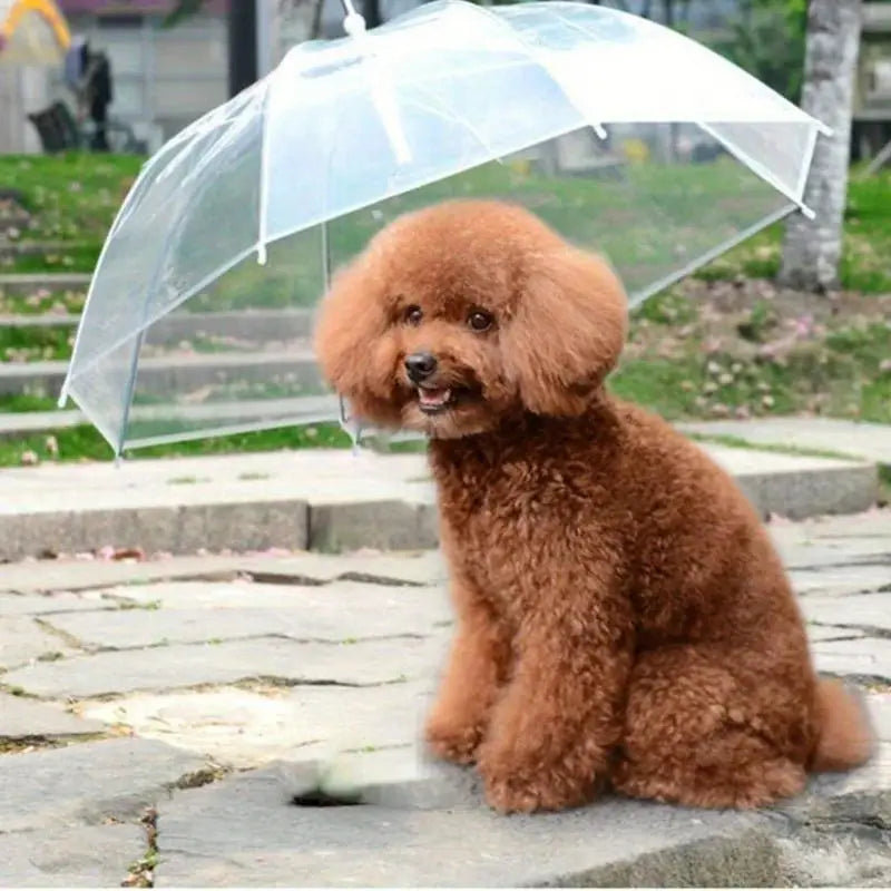 Daisy Hunde Regenschirm