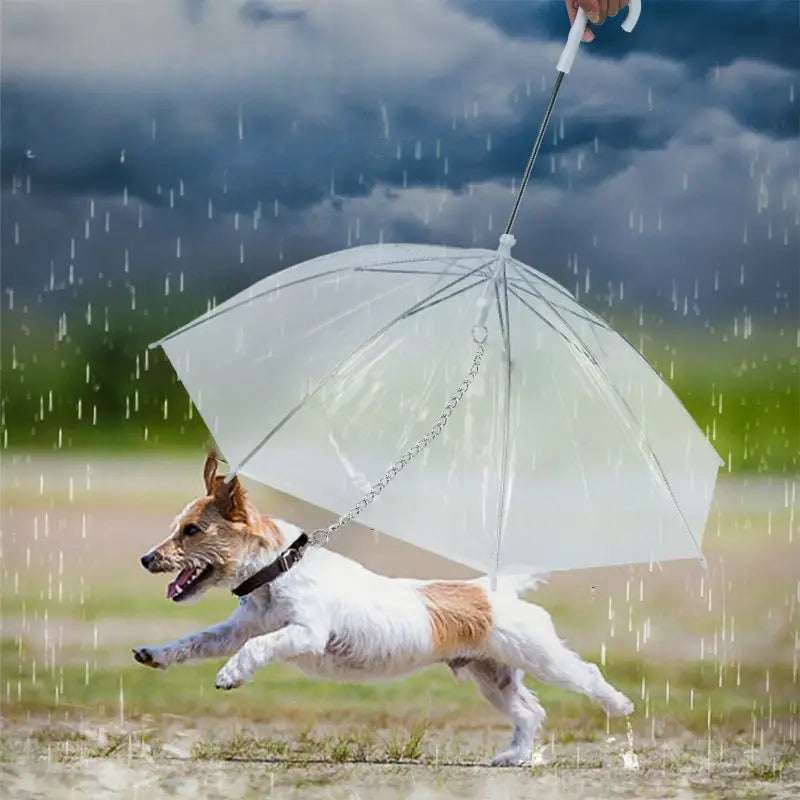 Daisy Hunde Regenschirm