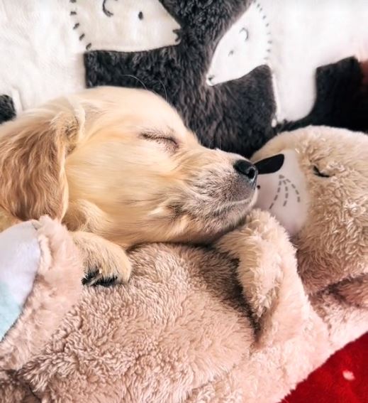 Realistisches Kuscheltier mit Atmung für Hunde Max