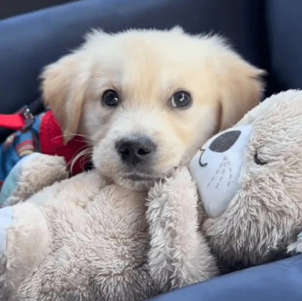 Realistisches Kuscheltier mit Atmung für Hunde Max