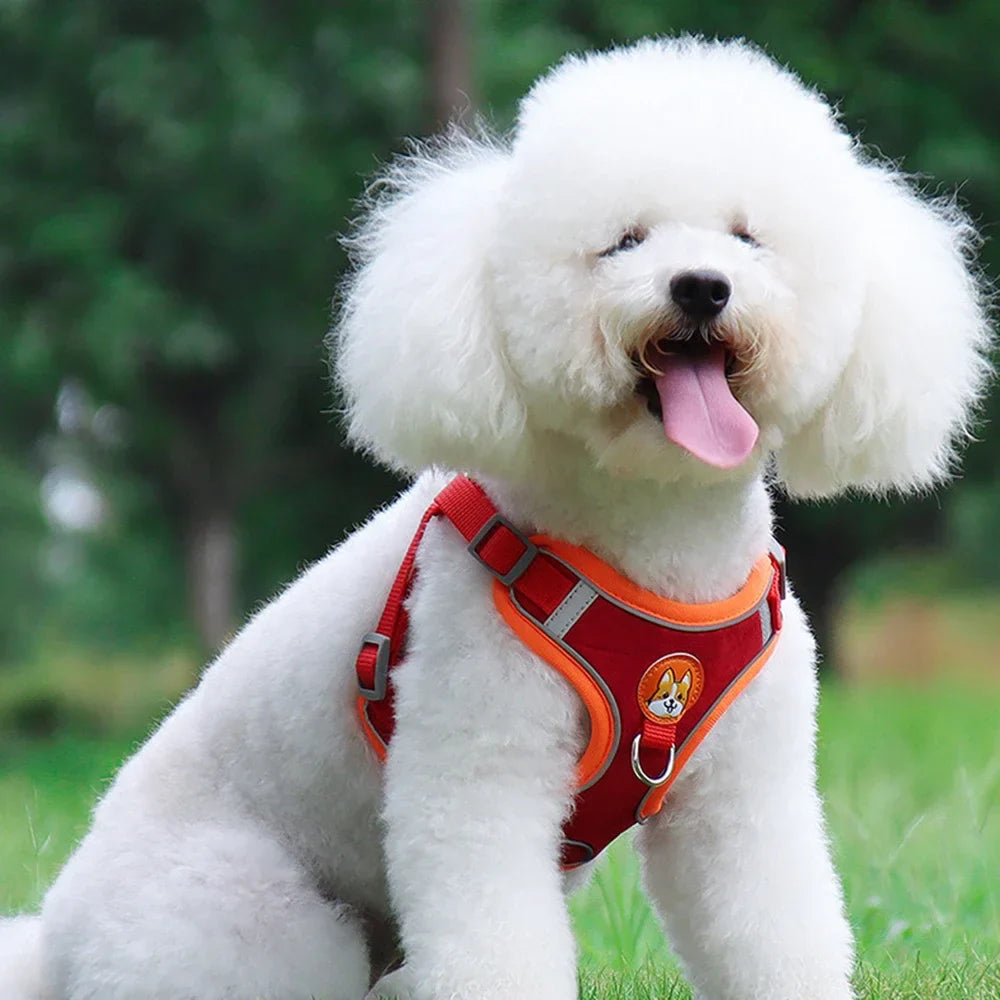 Toni Hundegeschirr