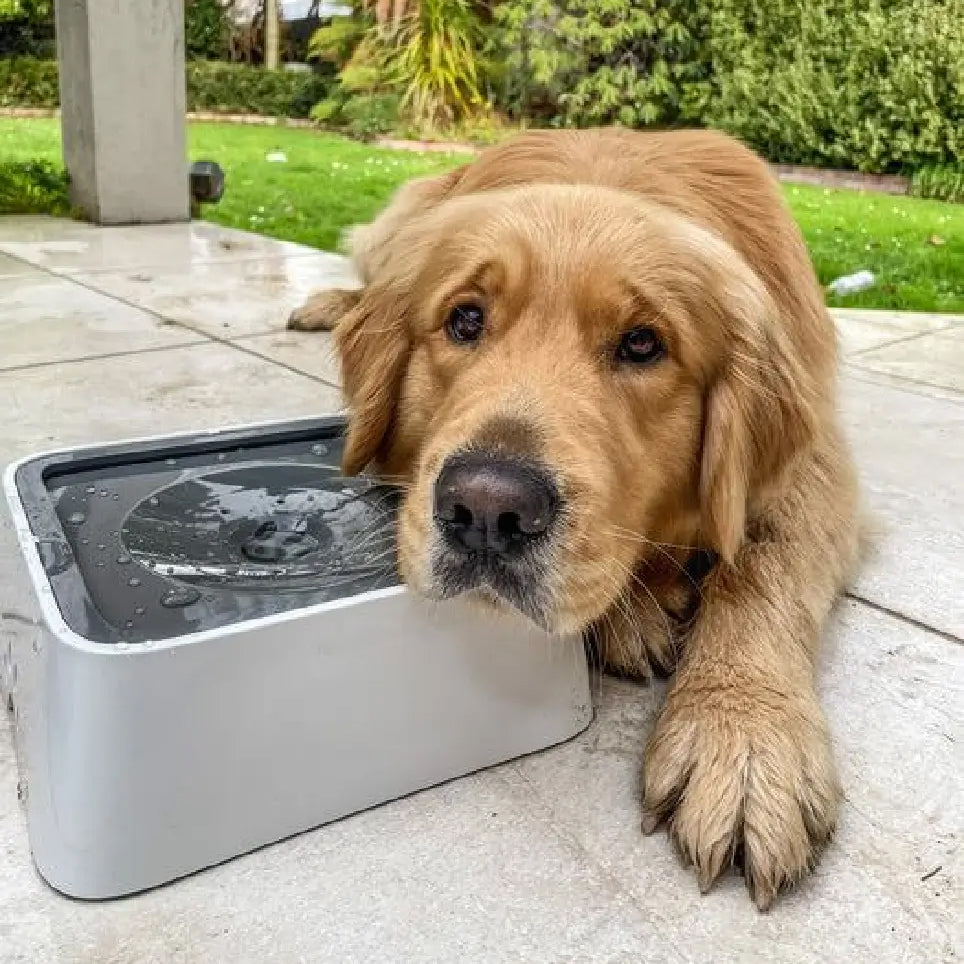 Gracie Trinknapf für Hunde