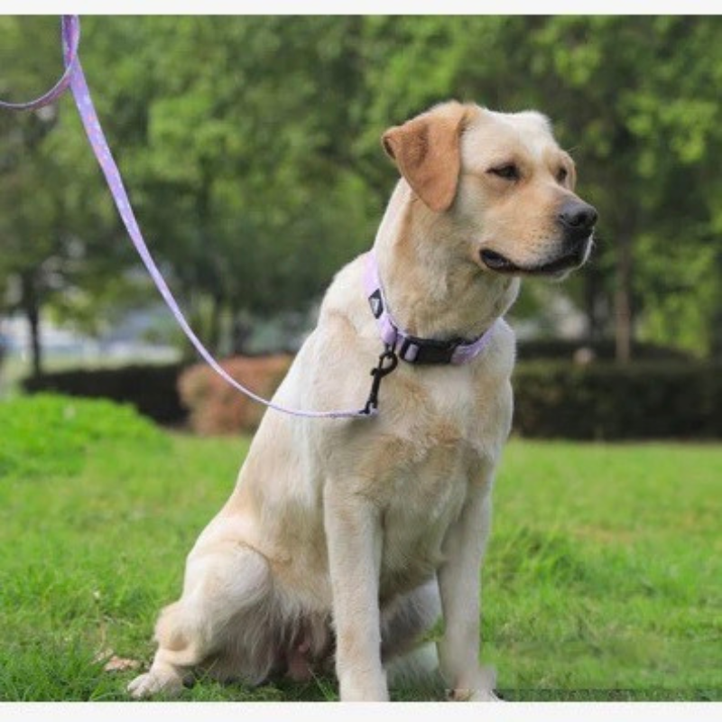 Agnes Hundehalsband und Leine