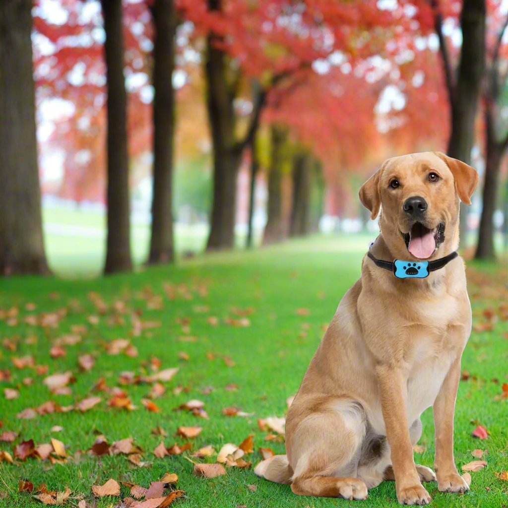 Zeus Anti Bell Halsband