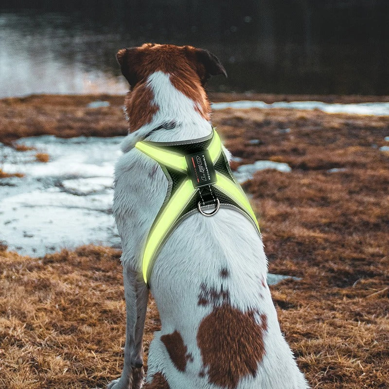 Lasse USB-Aufladbares LED-Hundegeschirr