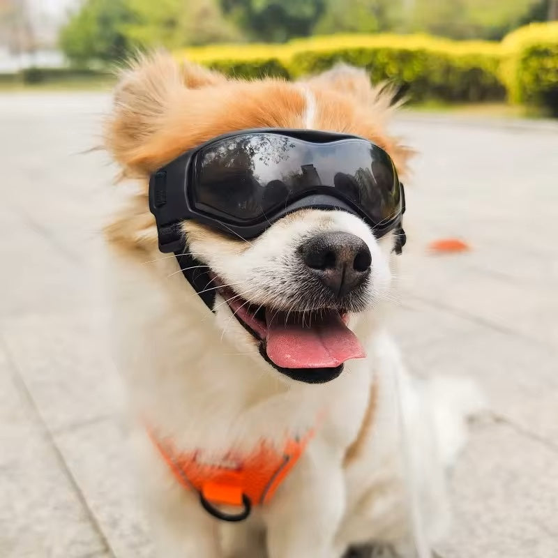 Jack | Hundebrille gegen Schmutz
