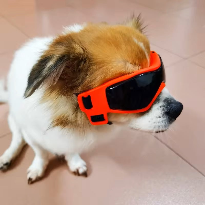Jack | Hundebrille gegen Schmutz