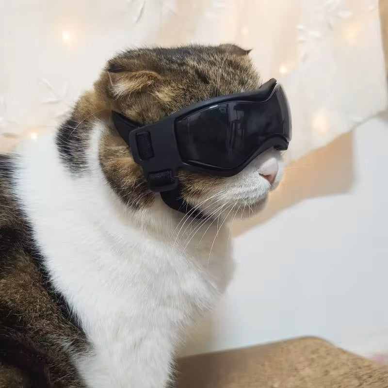 Jack | Hundebrille gegen Schmutz