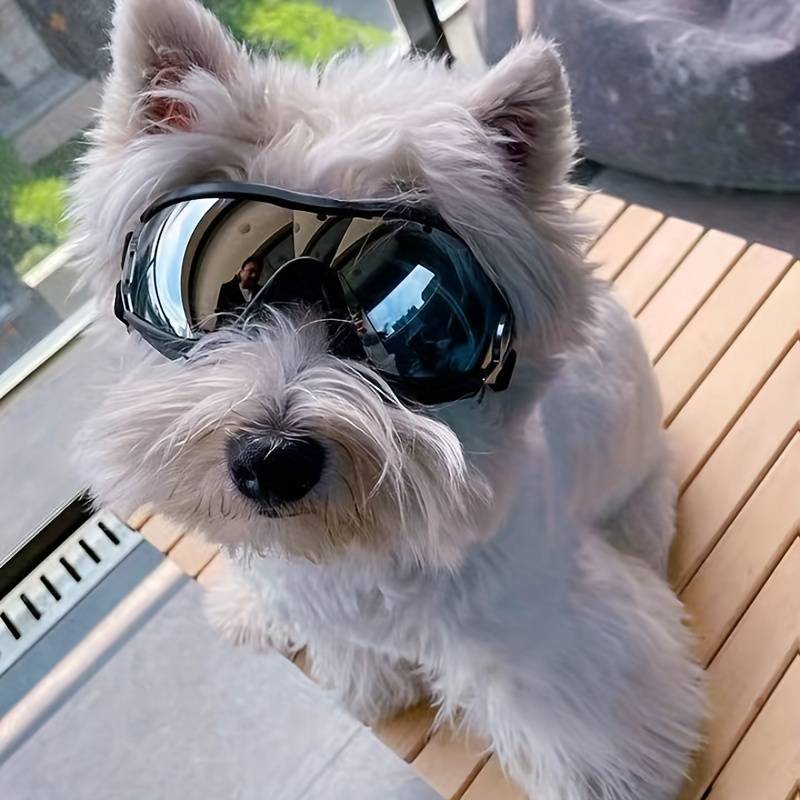 Jack | Hundebrille gegen Schmutz
