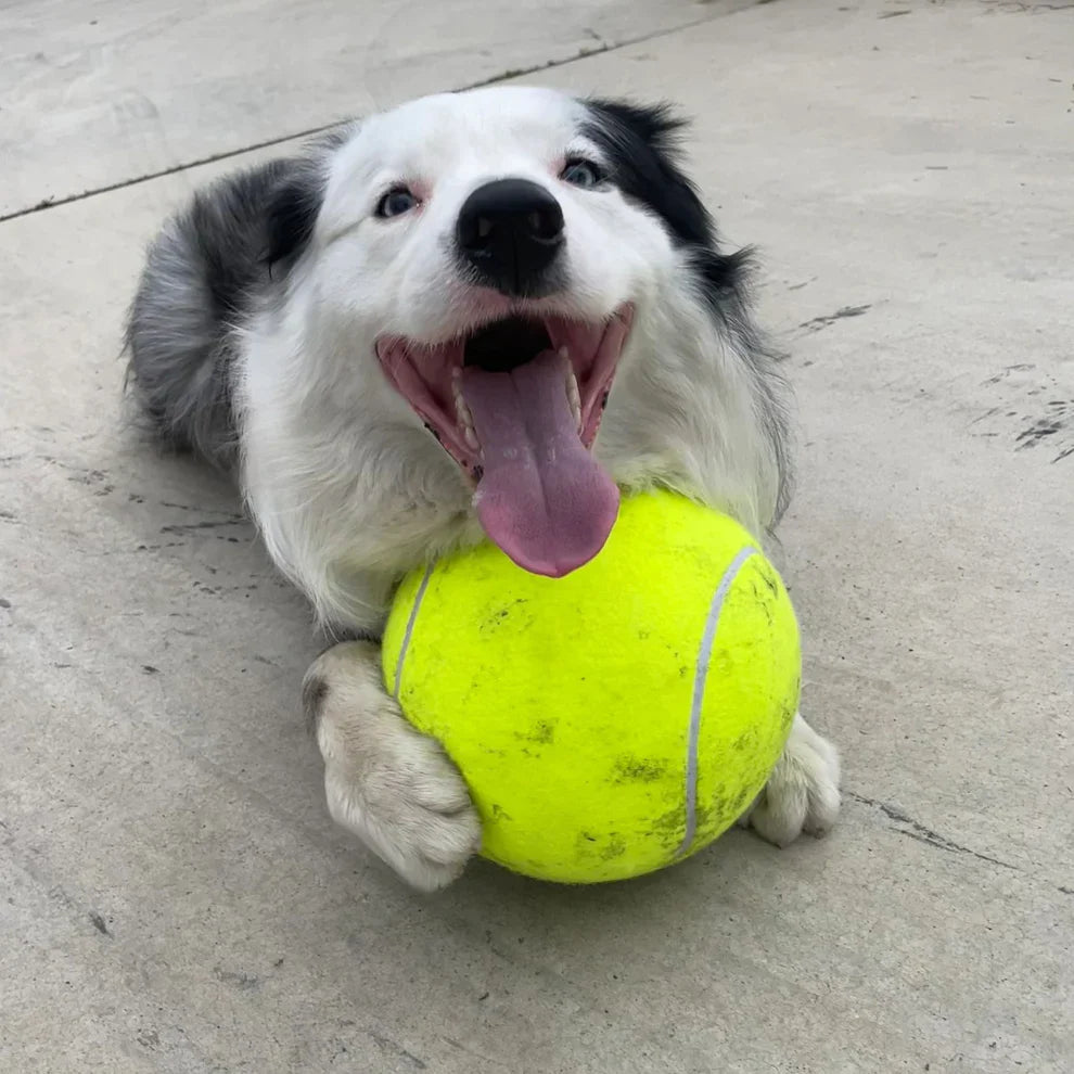 Variant image for Clawlio | hundespielzeug unkaputtbar für stundenlangen Spaß-1