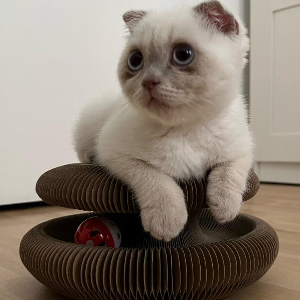 Gizmo | Kratzorgel, die Stress und Langeweile reduziert