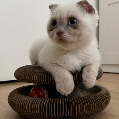 Gizmo | Kratzorgel, die Stress und Langeweile reduziert