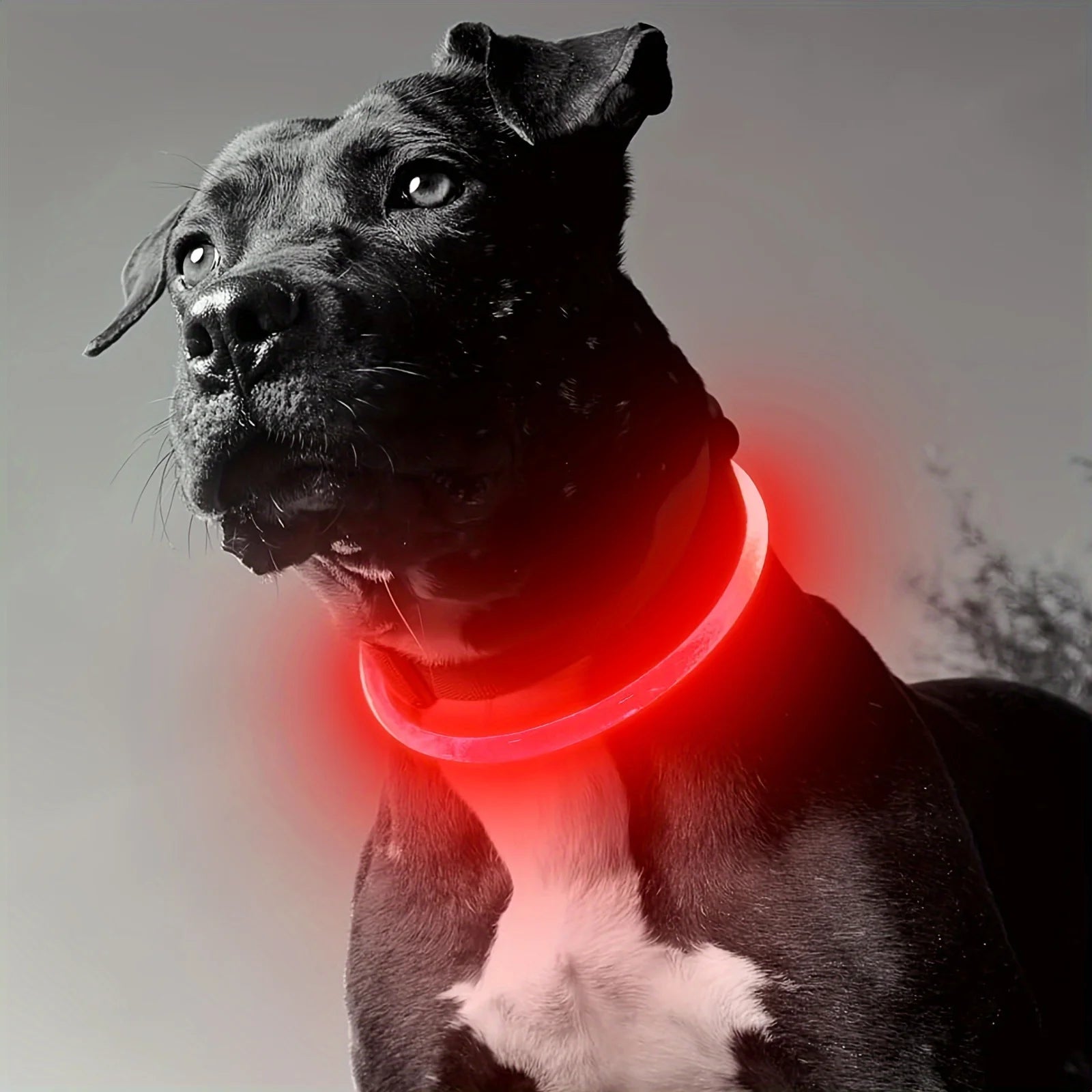 Leopold LED-Hundehalsband in Farben