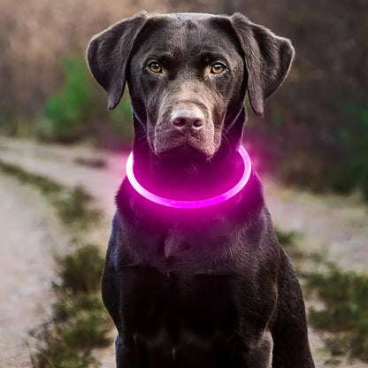 Leopold LED-Hundehalsband in Farben