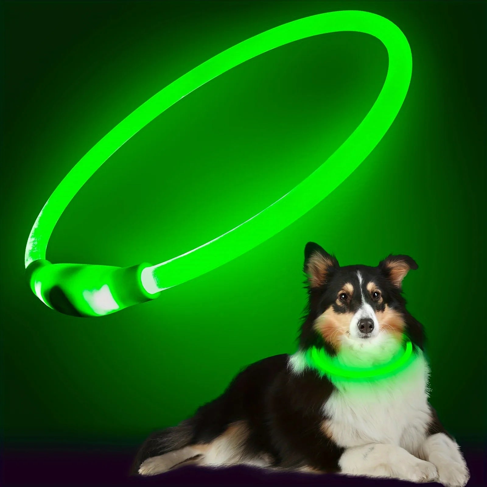 Leopold LED-Hundehalsband in Farben