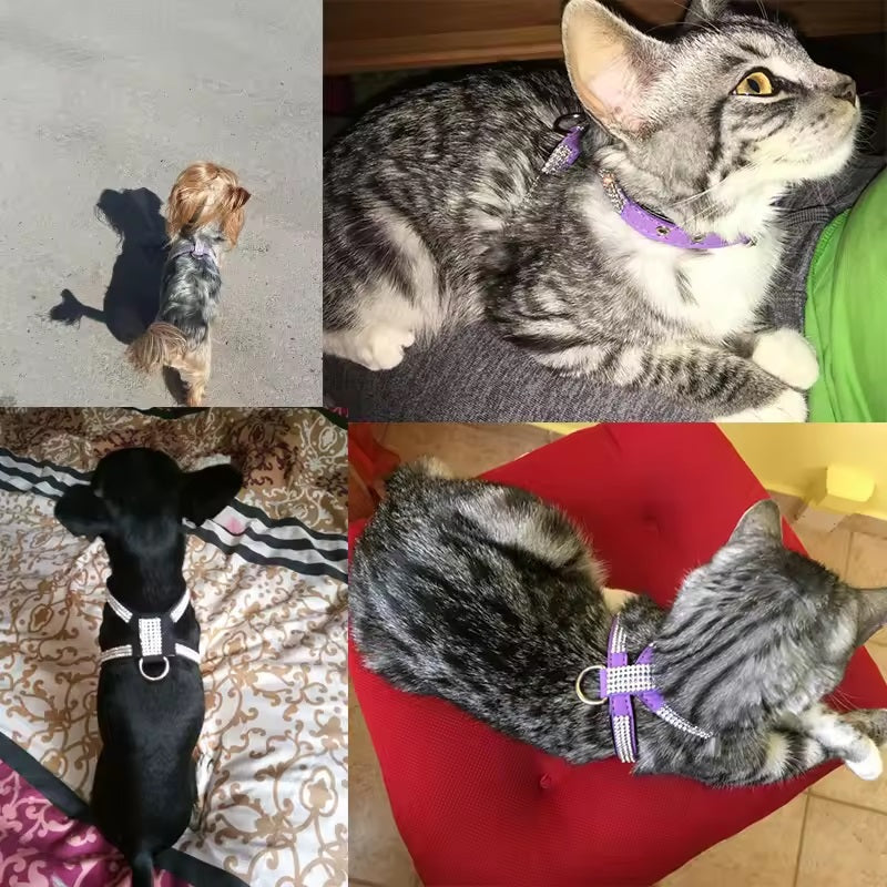 Evi Stilvolles, verstellbares Hundegeschirr