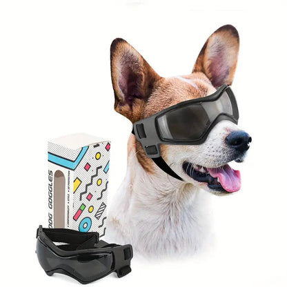 Jack | Hundebrille gegen Schmutz