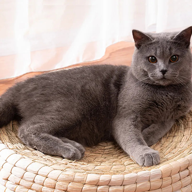 Carlo | Katzennest rund und handgefertigt aus Naturmaterialien – weich und natürlich