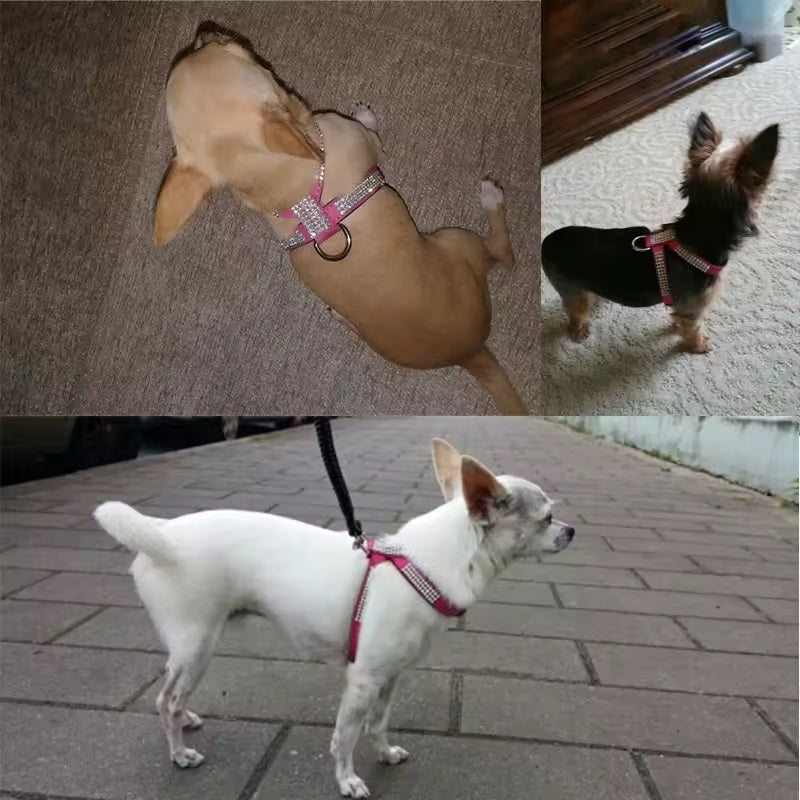 Evi Stilvolles, verstellbares Hundegeschirr