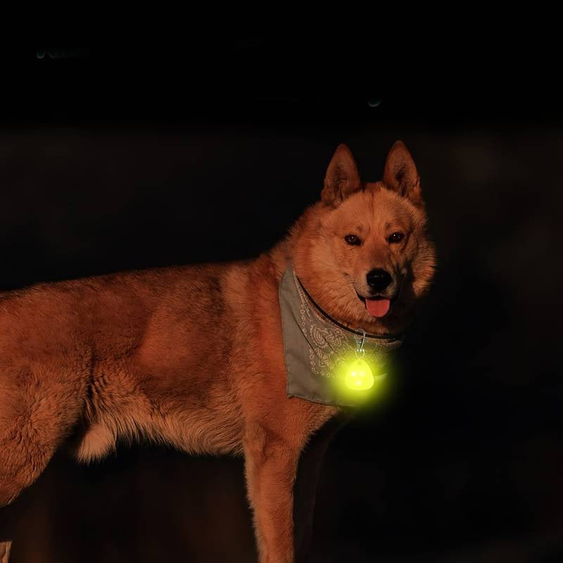 Theodor LED Hundehalsband