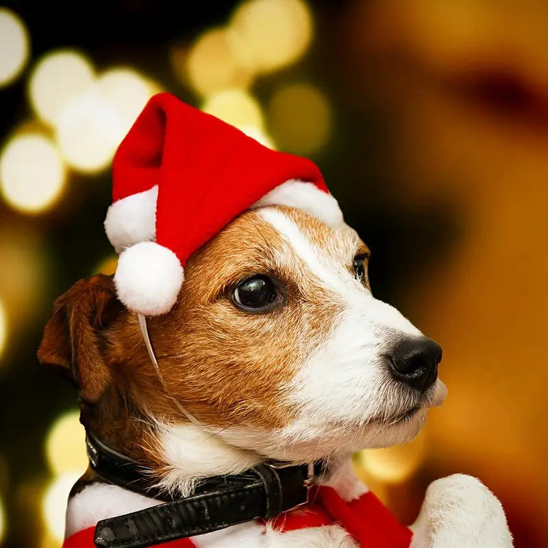 Emmi Weihnachtsmütze für Hunde
