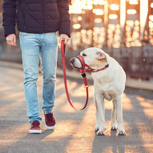 Olaf Maulkorb für Hunde