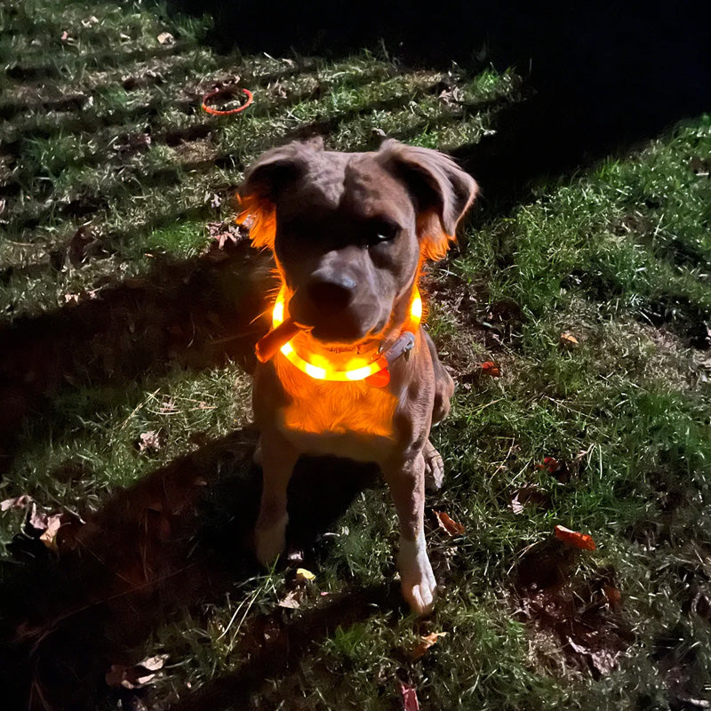 Leopold LED-Hundehalsband in Farben