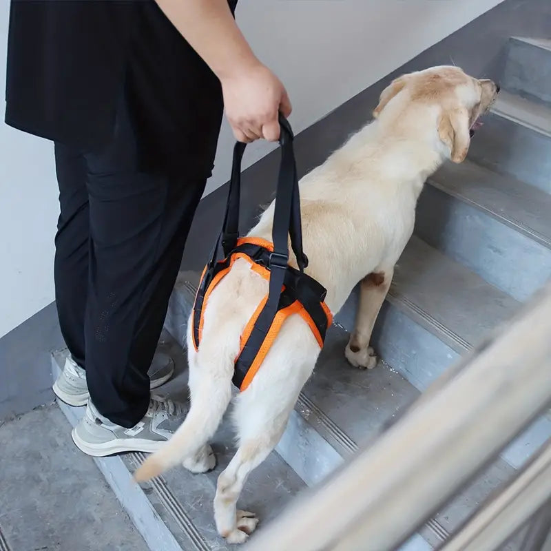 Pat Unterstützung Hinterbeine Hunde