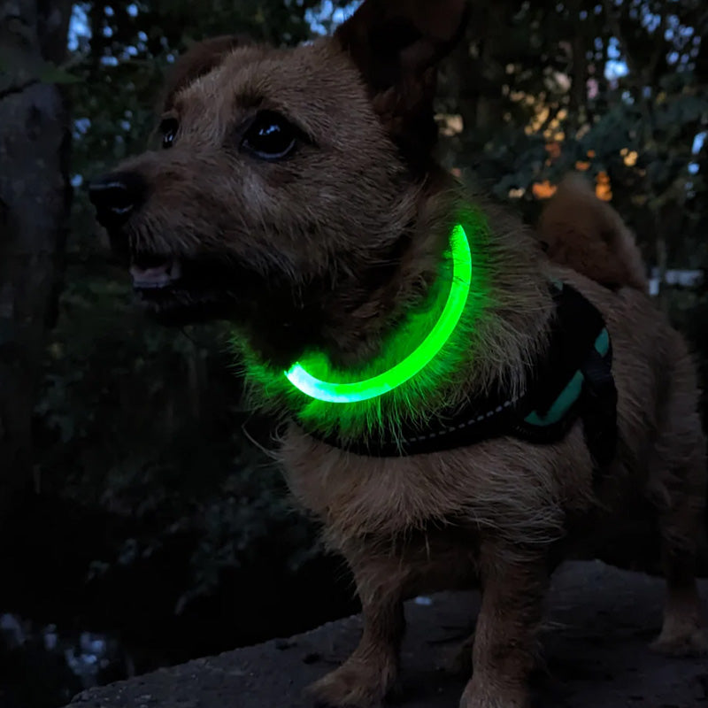 Leopold LED-Hundehalsband in Farben