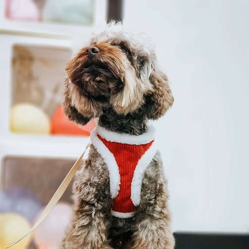 Susi | Erhalte einen Gürtel kostenlos im Wert von 14,95 € dazu