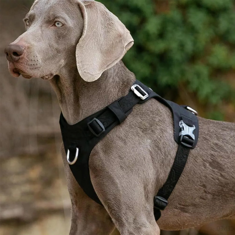 Ludwig Komfortables Hundegeschirr Atmungsaktiv
