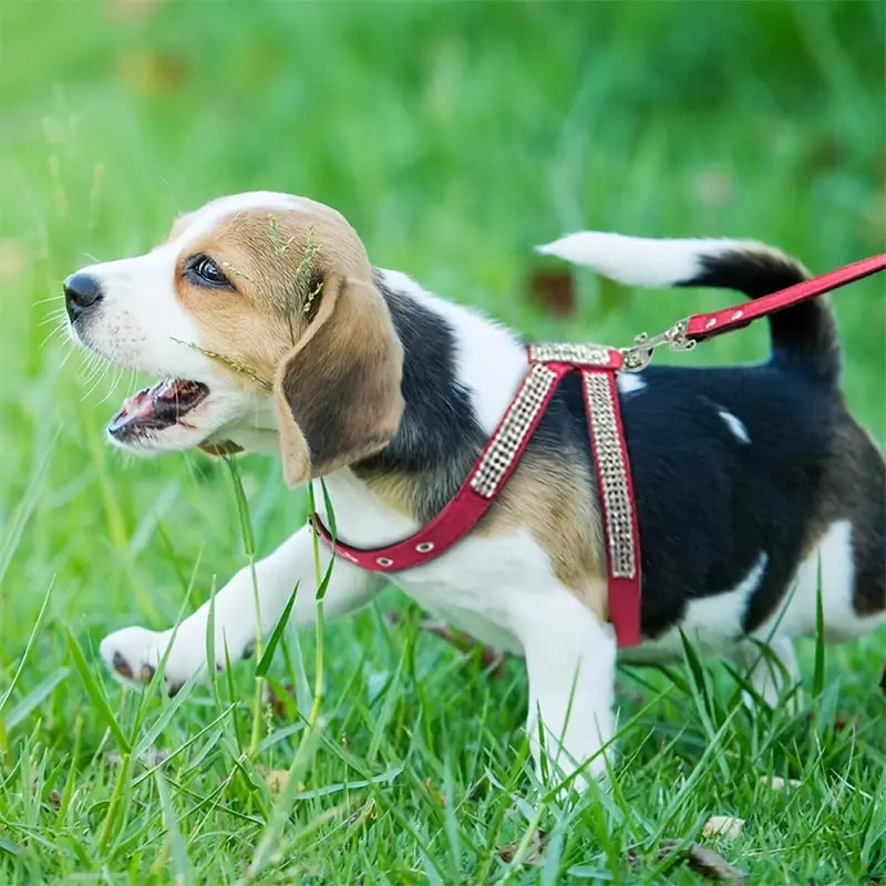 Evi Stilvolles, verstellbares Hundegeschirr