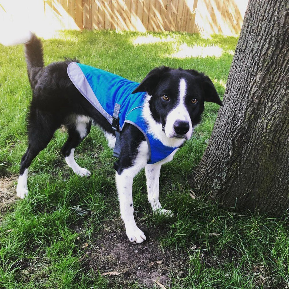 Zarko | Kühlweste für Hunde