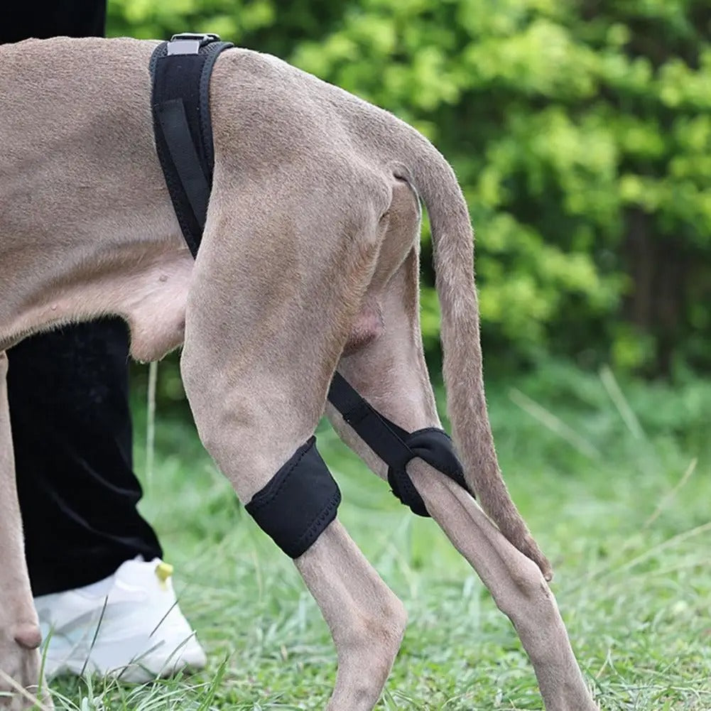 Sparky Unterstützender Stützgürtel Hunde