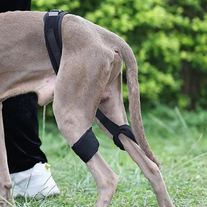 Sparky Unterstützender Stützgürtel Hunde