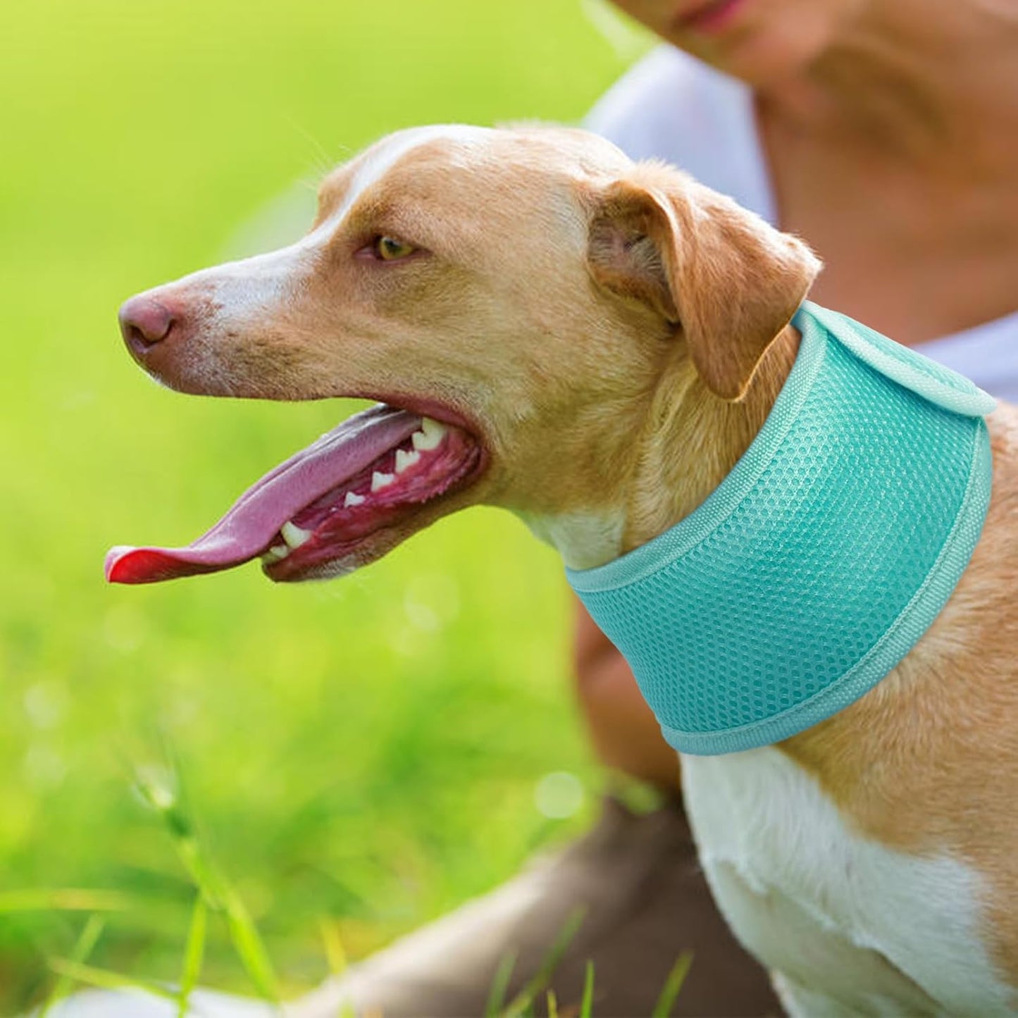 Joy | Hundehalsband mit kühlendem Effekt - Leicht & verstellbar für den Sommer